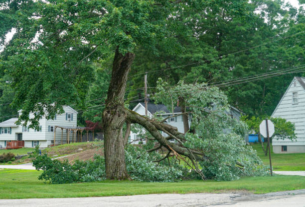 Best Leaf Removal  in Bear Rocks, PA